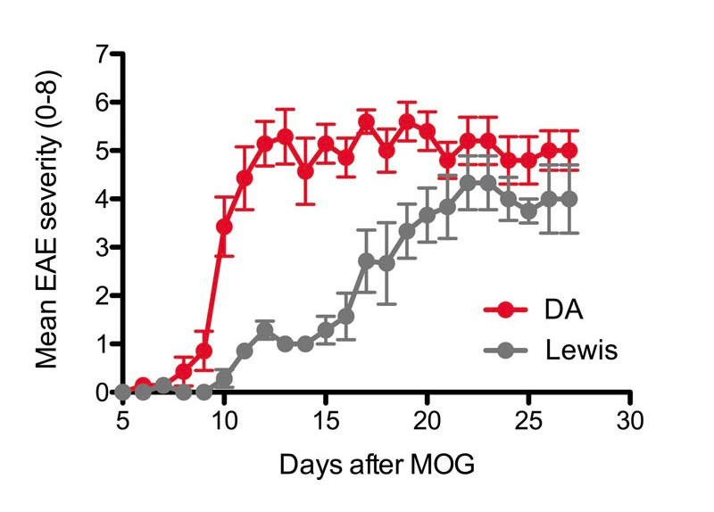 MOG1-125 Induced EAE