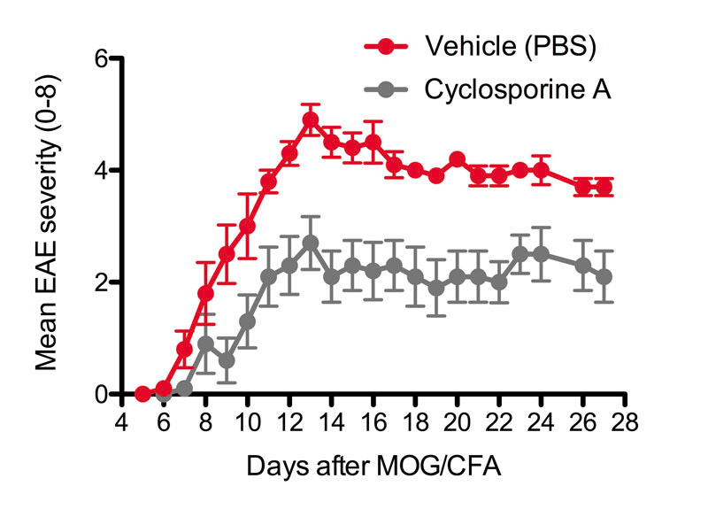 MOG35-55 induced