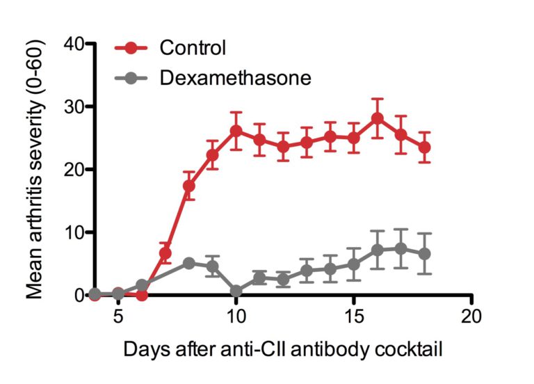 Mouse Collagen antibody induced arthritis