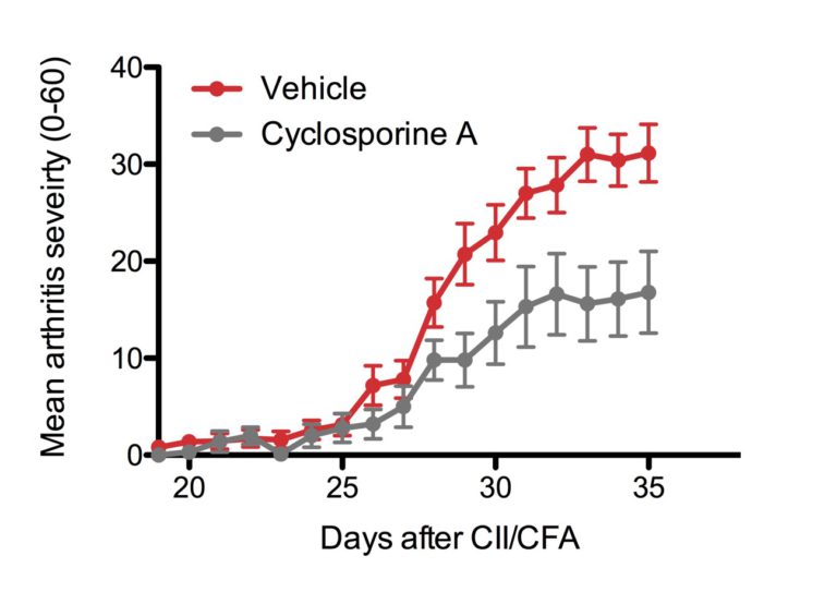 Mouse Collagen Induced arthritis