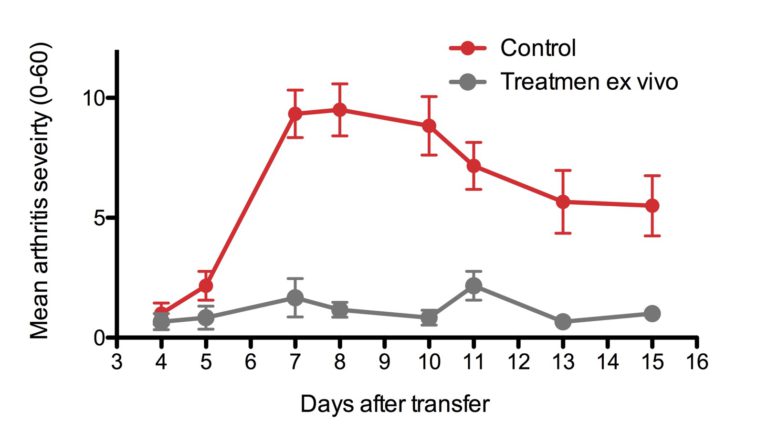 Rat Adoptive transfer model