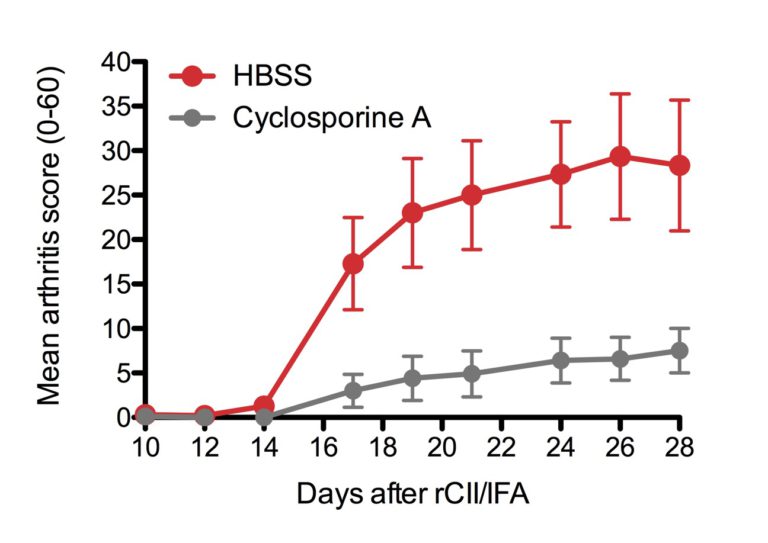 Rat Collagen induced arthritis