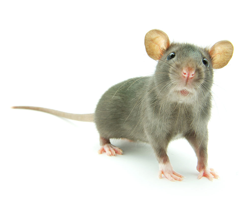 Mouse or rat in gray color looking into your eyes.